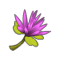 Fleur de Kaliptus