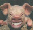 Avatar de Bourecochon