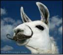 Avatar de gYnja