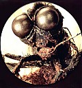 Avatar de calimero75