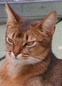 Avatar de Uka