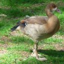 Avatar de small_duck