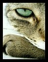 Avatar de Eca-Gogo