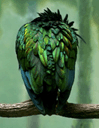Avatar de Salayth