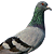 Avatar de Ghalith