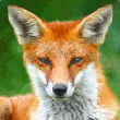 Avatar de renard-vert