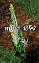 Avatar de mind BW