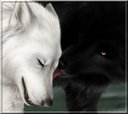 Avatar de Wolves-White