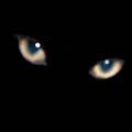 Avatar de Vegitils