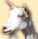 Avatar de ULTRABIQUETTE