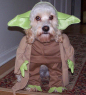 Avatar de Tomybugsy
