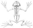 Avatar de Crapaud