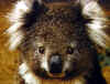Avatar de Aodhan