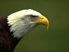 Avatar de Razkan Eagleghter