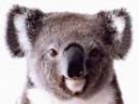 Avatar de Koalas