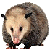 Opossum // Leel