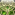 Druide