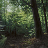 Illustration d'une Forest