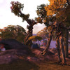 Arbre ancien