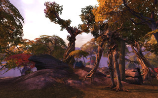 Arbre ancien Arbre ancien