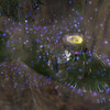 Capture de EverQuest II