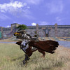 A dos de griffon