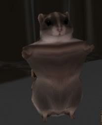 Hamster Hamster