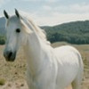 Ugripoil