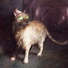 Capture de Magic the Gathering Online: Dark Ascension
