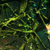 Capture de Star Trek Online