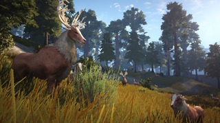 Forêt Forêt
