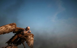 Harpie Harpie