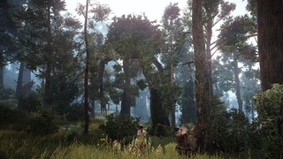 Forêt Forêt