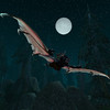 Capture de World of Warcraft