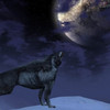 Un loup sous la lune