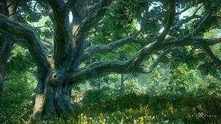 Forêt Forêt