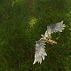 Capture de Aion