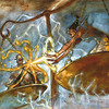 Capture de Magic the Gathering Online