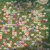 Capture de Ragnarok Online