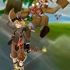 Capture de Flyff: Fly For Fun