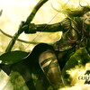Capture de Guild Wars 2