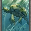 Tortue Evolution 1