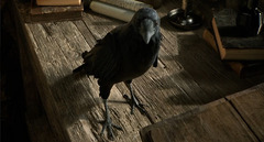 Une nouvelle spécialisation de classe et un serveur saisonnier qui pose question pour Night Crows