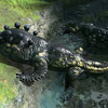 Capture de Final Fantasy XIV Online