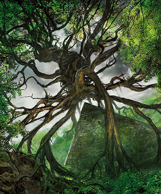 Illustration d'une Forest Illustration d'une Forest