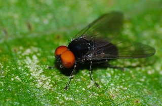 mouchetomate.jpg mouchetomate.jpg