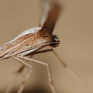 Cliquez sur l'image pour la voir en taille relle

Nom : pterophore2.jpg
Taille : 1050x1050
Poids : 120,2 Ko
ID : 145500