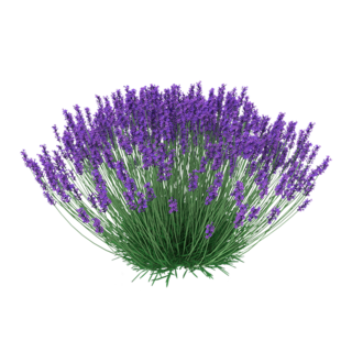 Cliquez sur l'image pour la voir en taille relle

Nom : LavenderBush.png
Taille : 600x600
Poids : 409,5 Ko
ID : 287600