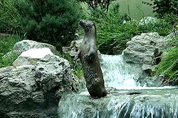 250px-Loutre_des_pyrenees_ossau_2002.jpg