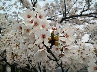 Cliquez sur l'image pour la voir en taille relle

Nom : fleurs de cerisier.jpg
Taille : 900x667
Poids : 213,6 Ko
ID : 246800